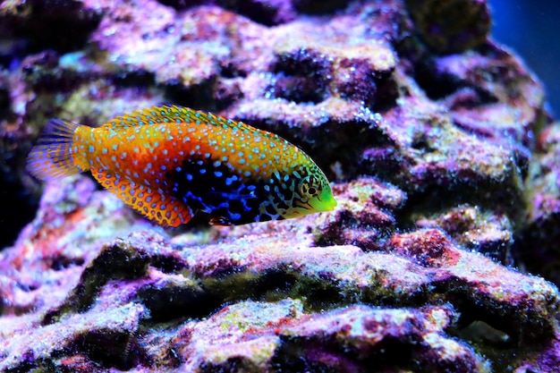 Blue Star Leopard Wrasse - Macropharyngodon bipartitus