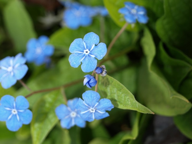 Blueeyed Mary fiore in primavera Omphalodes verna Piccole primule blu