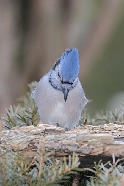 Bluejay appoggiato