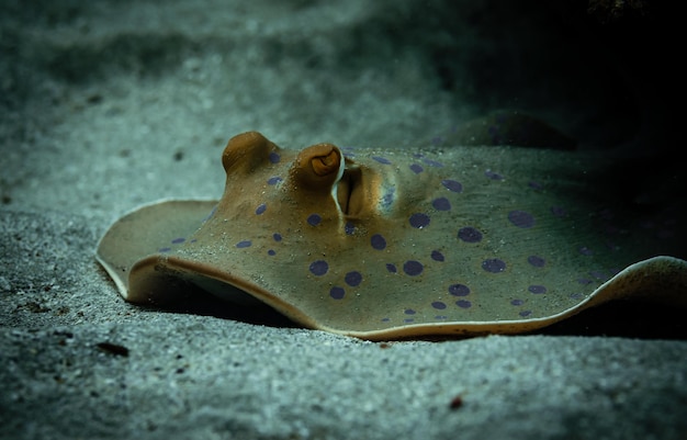 Bluespotted raggio ribbontail in Mar Rosso, Sharm El Sheikh, Egitto