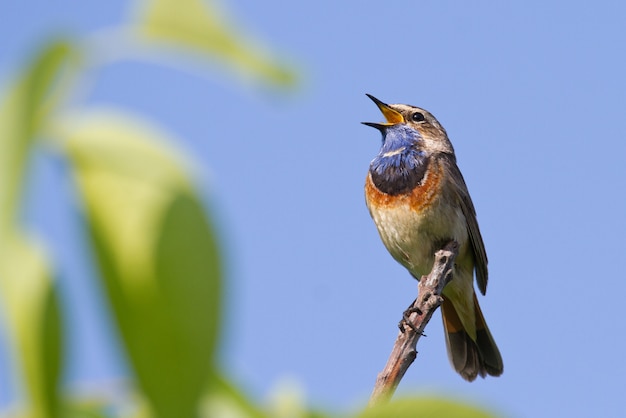 Bluethroat canta seduto su un ramo contro il cielo