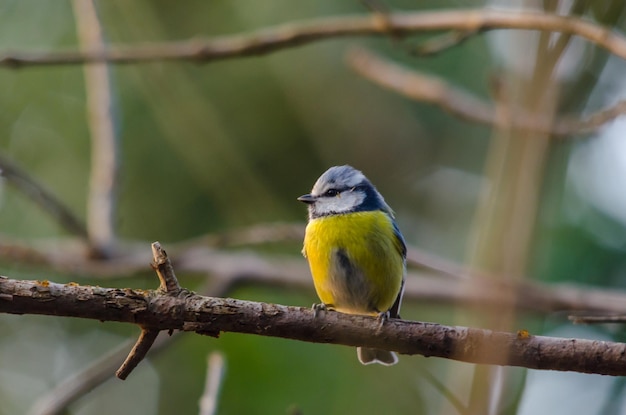 Bluetit sul ramo