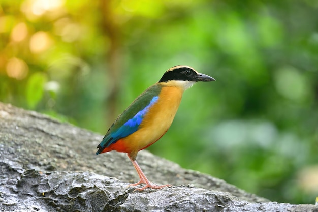 Bluewingedpitta è una specie di uccello a cui gli osservatori di uccelli prestano attenzione per i bei colori e la sua bella voce che canta