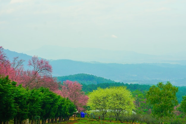 Blurred-Beautiful Sakura o fiore di ciliegio