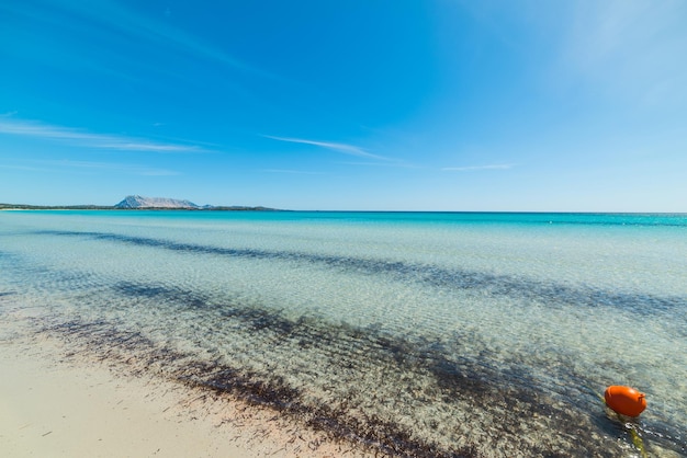 Boa arancione nella spiaggia La Cinta