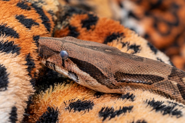 Boa constrictor (Boa constrictor).