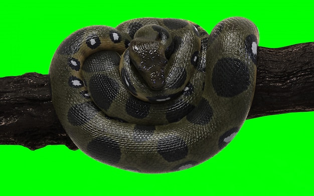 Boa Constrictor Green Anaconda con Clipping Path.