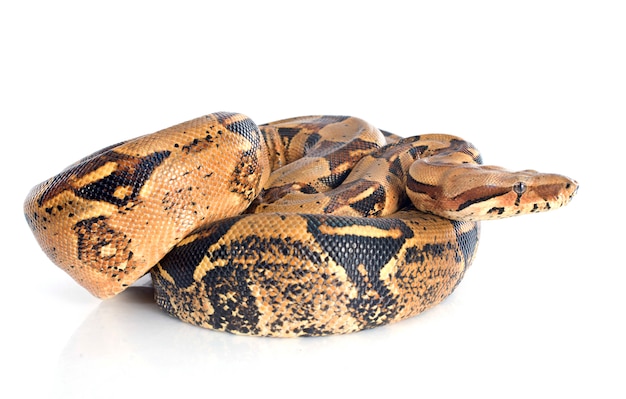 Boa constrictor