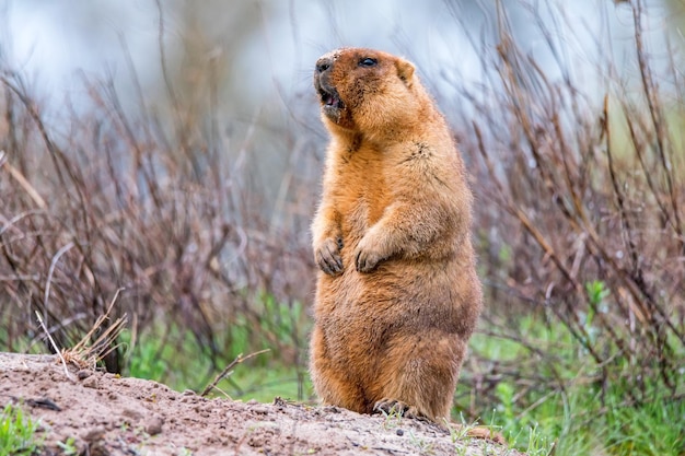 Bobak marmotta o marmota bobak nella steppa