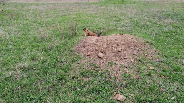 Bobak o Marmotta nel suo habitat naturale