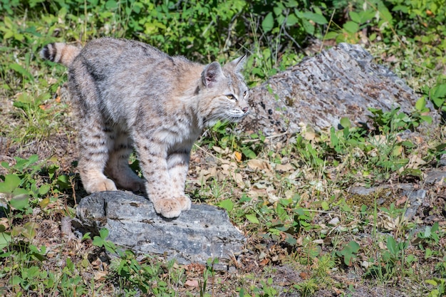 Bobcat si è appollaiato su una roccia