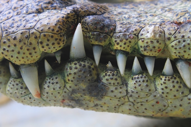 bocca e denti un coccodrillo