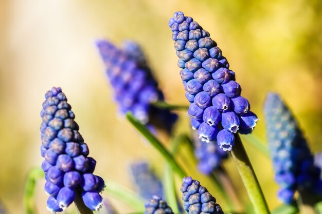 Boccioli blu fiori muscari armeniacum o giacinto d'uva