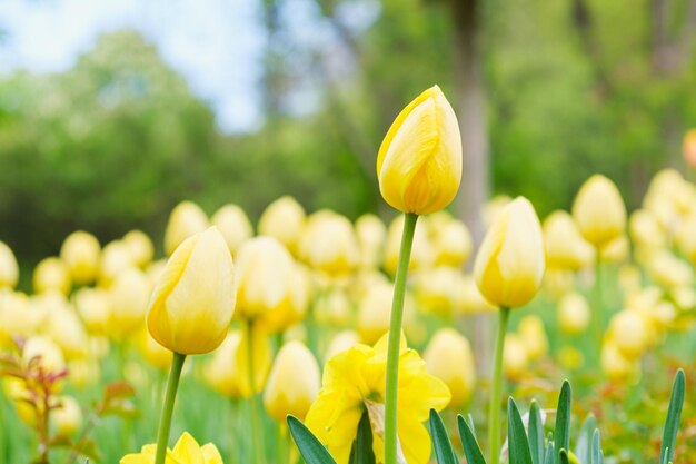 Boccioli chiusi di tulipani gialli piantati nel terreno sotto i raggi del sole al tramonto