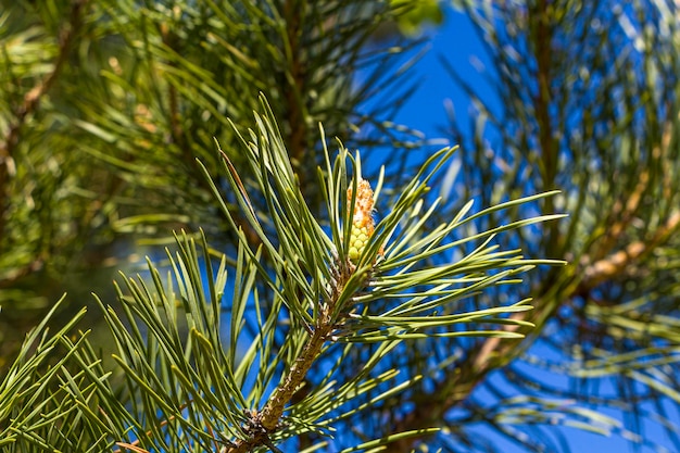 Boccioli di apertura pigne contro il cielo blu su soleggiate giornate primaverili Primavera è arrivata Freschezza odore di primavera Copia spazio per il testo sfocato