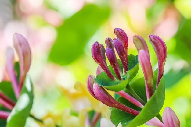 Boccioli di caprifoglio rosa e fiori in giardino Lonicera woodbine in fiore Sfondo floreale