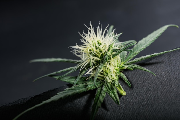 Boccioli di fiori di cannabis medica per il trattamento