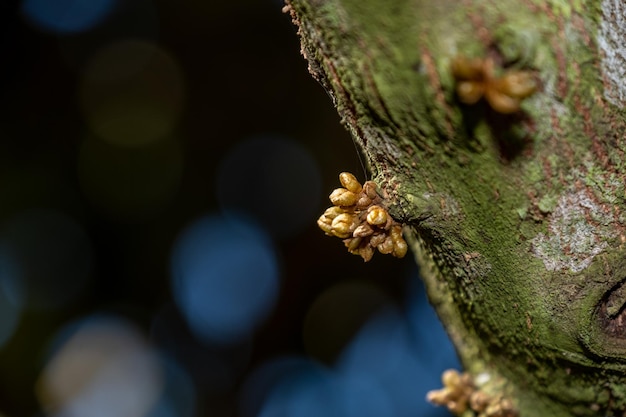 Boccioli di fiori di Durian che crescono dai rami