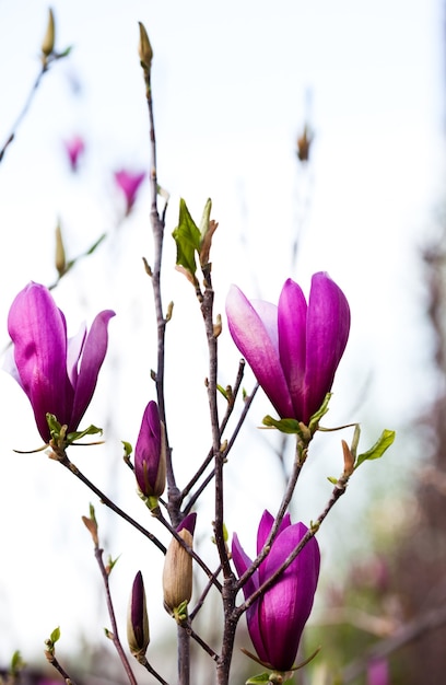 Boccioli di fiori di magnolia sul primo piano dei rami