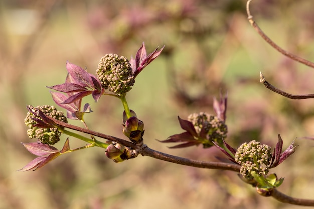 Boccioli di fiori e foglie di sambuco rosso, Sambucus Racemosa,