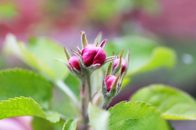 Boccioli di fiori non aperti su sfondo sfocato