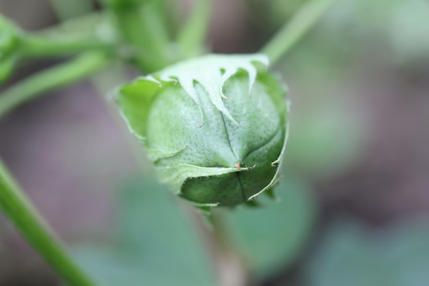 Boccioli di fiori verdi con concetto di giardinaggio fogliare