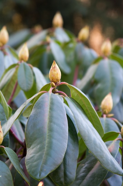 Boccioli di fiori verdi rododendro.