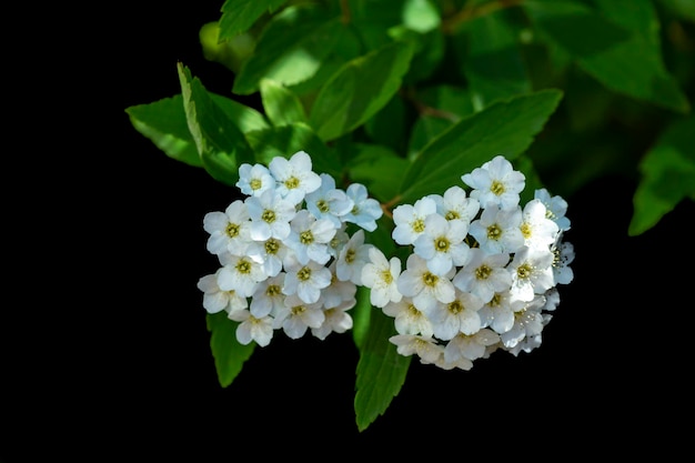 Boccioli di fiori