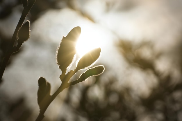 Boccioli di magnolia su un albero di magnolia con il sole sullo sfondo Alberi di magnolia