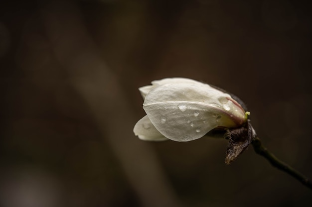 Boccioli di magnolia teneri incredibilmente belli