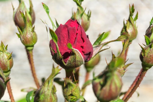 Boccioli di rosa rossa