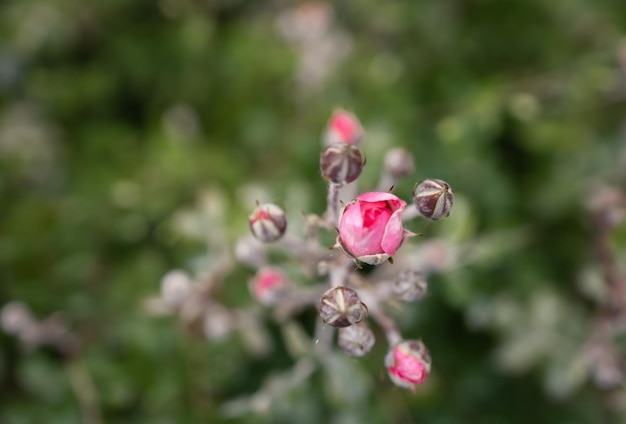 boccioli di rosa