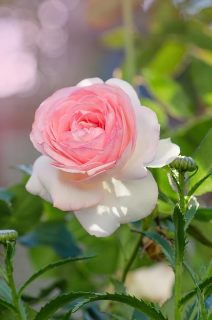 Boccioli di rose bianche e rosa che sbocciano su un cespuglio Cespuglio di rose bianche e rosa Eden Rose