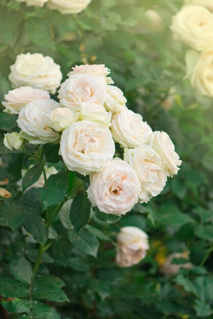 Boccioli di rose bianche e rosa che sbocciano su un cespuglio Cespuglio di rose bianche e rosa Eden Rose