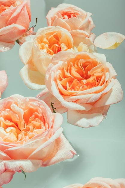 Boccioli di rose di peonia rosa tenue galleggiano nell'acqua