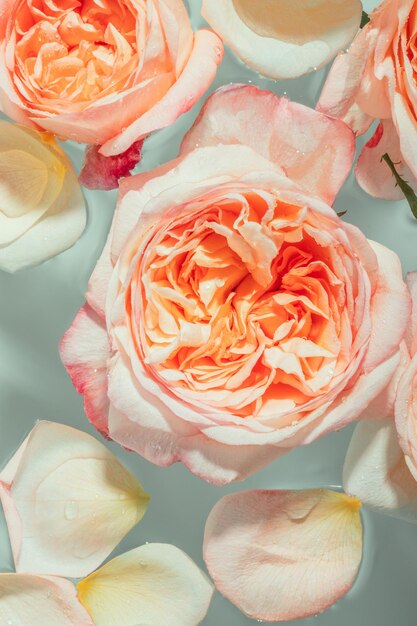 Boccioli di rose di peonia rosa tenue galleggiano nell'acqua