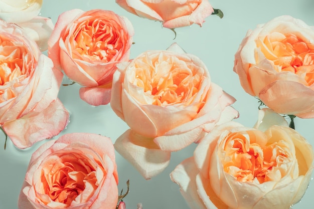 Boccioli di rose di peonia rosa tenue galleggiano nell'acqua