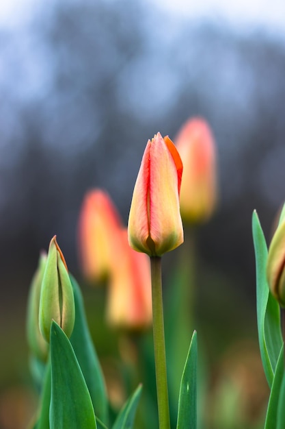 Boccioli di tulipani e tulipani nel parco Cartolina di primavera