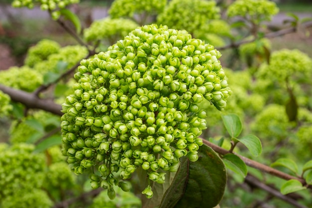 boccioli di viburno, sfondo naturale verde in primavera