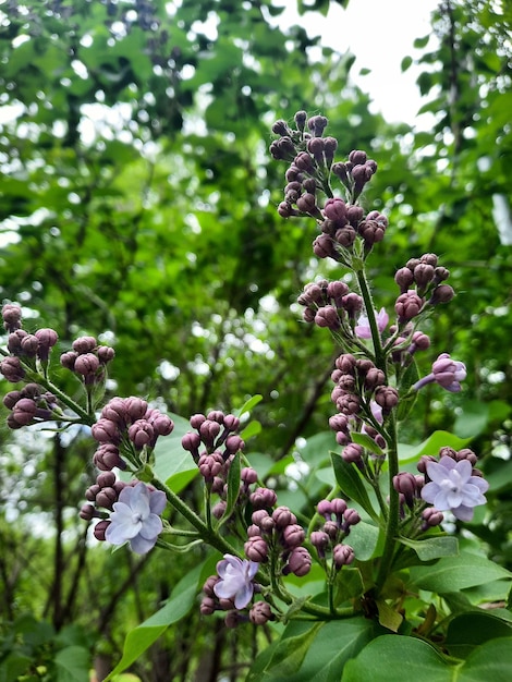 Boccioli e fiori lilla