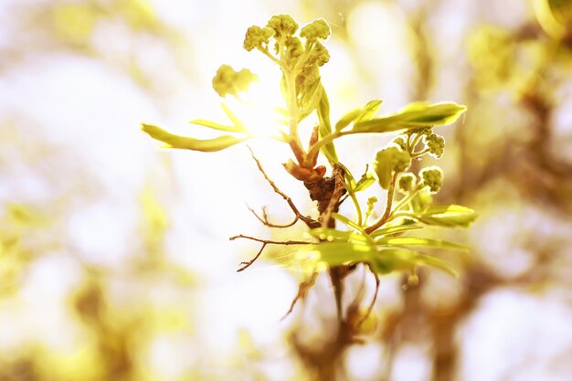 boccioli e foglie su uno sfondo primaverile di un ramo d'albero
