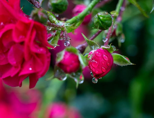 boccioli non aperti di rosa rosa in gocce di pioggia