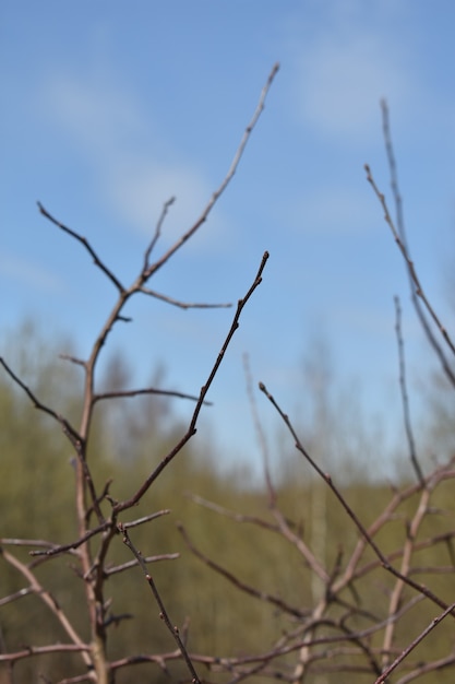 Boccioli sull'albero primaverile