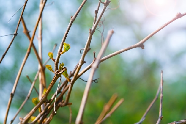 Boccioli verdi sui rami e foglie fresche sbocciano sugli alberi del giardino