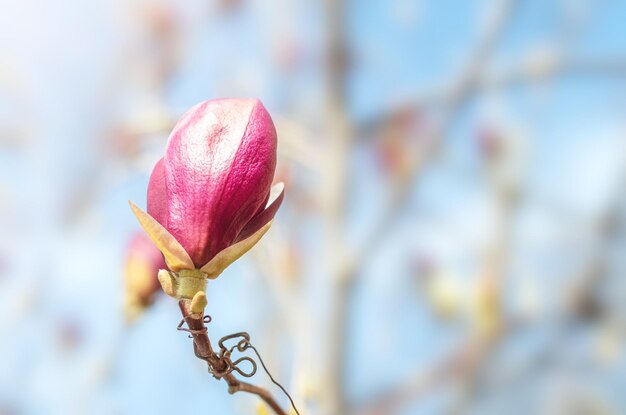 Bocciolo di Borgogna del fiore di magnolia su un ramo di albero su uno sfondo sfocato Copyspace