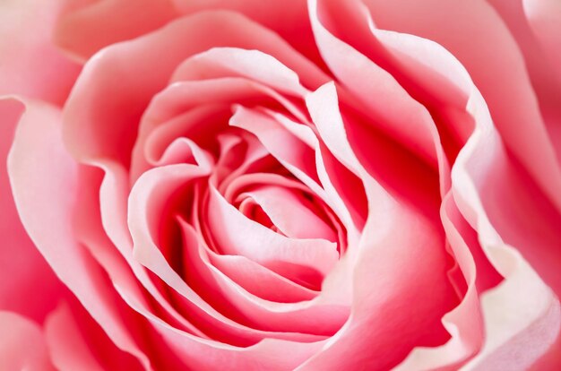 Bocciolo di fiore di rosa con il fuoco selettivo del primo piano dei petali rosa