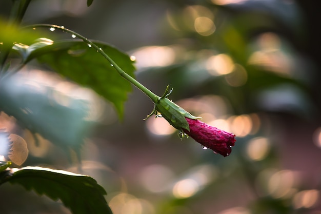 bocciolo di fiore in fiore nel giardino in una luminosa giornata di sole