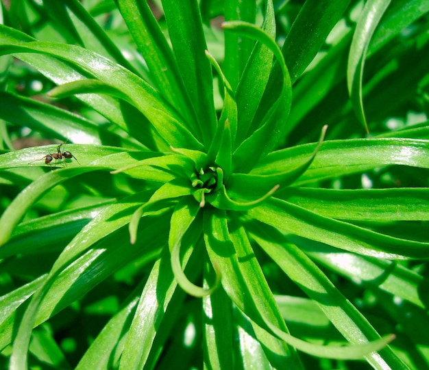 Bocciolo di fiore nella foto del fogliame verde
