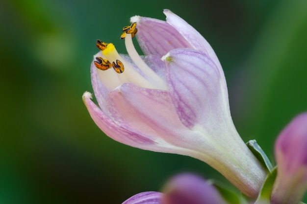 Bocciolo di fioritura del fiore perenne Hosta nel giardino estivo.