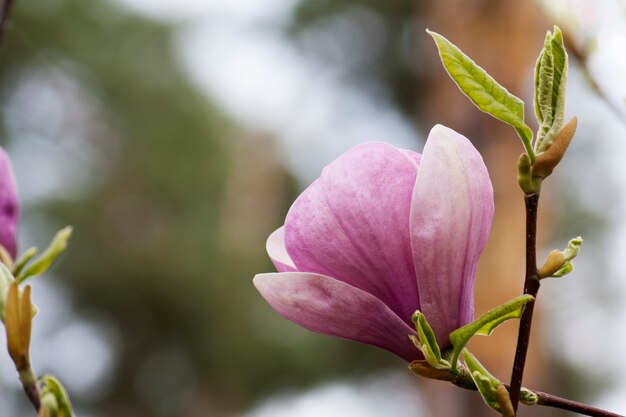 Bocciolo di magnolia rosa